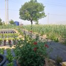 복동농장 이미지