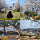 남산공원길2 | 강릉 벚꽃축제 남산공원 강원도 벚꽃명소 봄축제 추천