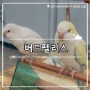 리프패럿부천 | ₊˚⊹୨୧[경기 카페]부천 이색체험 카페┃예쁜 앵무새들이 가득한 버드펠리스