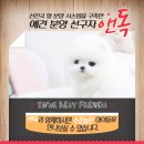 강아지천국 이미지