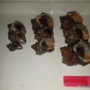 소라잡는댕댕이 이미지