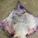 홍어대가 이미지