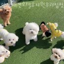 양산 애견호텔유치원 우리집첫째 이미지