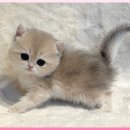 부산고양이분양 그린캣 | 건강하고 믿을 수 있는 부산 고양이분양 제나캣 방문 후기🐱