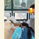 (단기)반려동물미용사(자격증)_주말 | &#34;반려동물 시장, 지금이 기회! 울산 정애견미용학원에서 전문 미용사로 성장하는 법&#34;