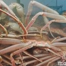 영덕대게 이미지