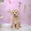 반야시스터 이미지