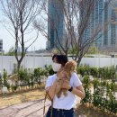 사네마켓 | 애견동반 공간대여 사네피크닉/사네마켓 강아지랑 다녀온 후기