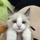 행복한집사 이미지