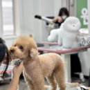 애견미용 이미지