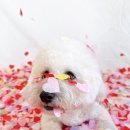 털로덮인친구들(동탄호수공원점) | 동탄 반려견 유치원/동탄 반려견 호텔/ 털로덮인친구들 동탄호수공원점 유치원 프로그램 <환경 풍부화...