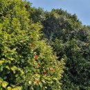 동백농장 이미지