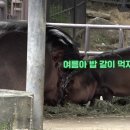 하마사 이미지
