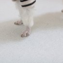 다원동물병원 이미지