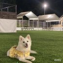 펠리스뻬로 | 안성애견카페 펠리스뻬로 파크점 (애견운동장,바베큐,수영장)