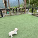 가평아름마루독채애견펜션 | [가평] 강아지가 뛰어놀 수 있는 애견 동반 가능한 독채 펜션 추천 후기!🐶