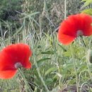 화잠초등학교병설 이미지