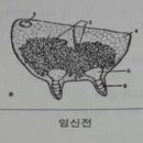 건강한송키우기. 이미지