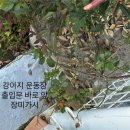 카카오펜션 | 부안 변산 카카오스파펜션 솔직후기 | 궁항로