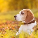 수 가축병원 이미지