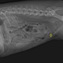 경희궁바른동물병원 이미지