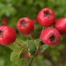 서양산사나무 [Common hawthorn (Crataegus monogyna)] 이미지