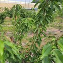 몽실농장 이미지