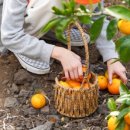 중귤농장 이미지