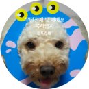 몽쁘띠끄 | 아산 푸들미용 애견용품은 몽쁘띠끄 강력 추천