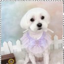 뽀송이네 펫살롱 이미지