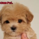 쓰담쓰담애견샵 이미지