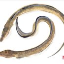 장어속으로 이미지