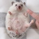 금희 | 봄날의 설렘 가득했던 명조 - 금희 코스프레 선비세상 행사 후기