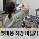 광주 바닐라 애견미용학원 귀툭튀컷·양송이컷 실전 미용 마스터로 취업과 창업까지