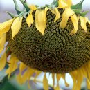 해바라기 이미지