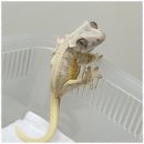 렙플로우 | 다이아몬드백테라핀 자연과 하나되는 색다른 경험, 렙플로우 후기