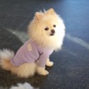 커밍퍼피 네이버블로그