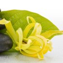 Ylang Ylang