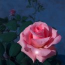코바코 내포점 | [라이플라] 번치 오브 로즈 (bunch of rose) 체험 후기