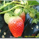 신도정보화마을 이미지