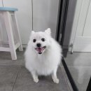 뽀샤시 펫살롱 이미지