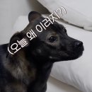 빌리지독 이미지