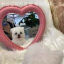 부산강아지분양 하이퍼피 | 부산강아지분양 하이퍼피 환경 좋고 위생적인 분양업체