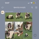 썸바디독스 파주분점 이미지