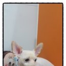 도도애견샵 이미지