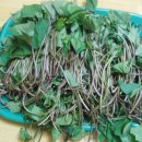 고구마줄기 김치 만드는 법 이미지