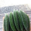 이재석 농장 이미지