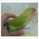 루우루우 이미지