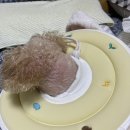 Dr.남동물병원 | 11살 말티푸 평생 피부과 동물 병원 내돈내산 진료 후기