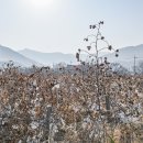 목화밭